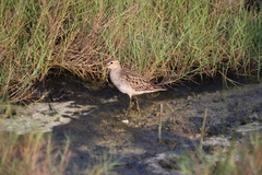 Calidris melanotos
