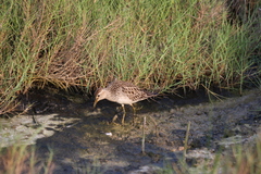 Calidris melanotos