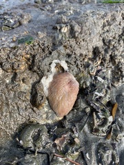 Aeolidia