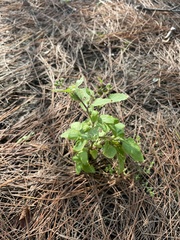 Ageratum conyzoides