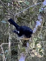 Petroica macrocephala macrocephala