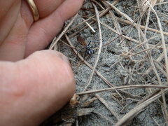 Podalonia tydei suspiciosa