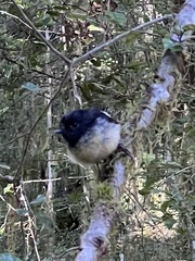Petroica macrocephala macrocephala
