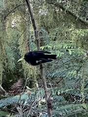 Petroica macrocephala macrocephala