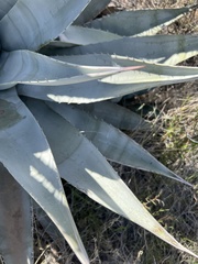 Agave chrysantha