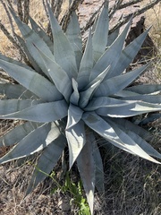 Agave chrysantha