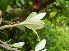 Pittosporum huttonianum