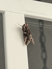 Autographa californica