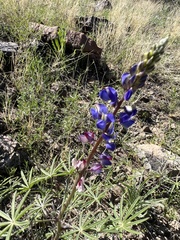 Lupinus sparsiflorus
