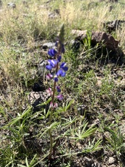 Lupinus sparsiflorus