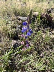 Lupinus sparsiflorus
