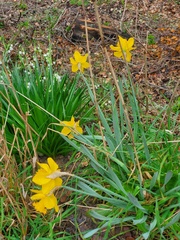 Narcissus