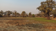 Limnobium laevigatum