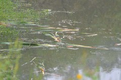 Sus scrofa domesticus