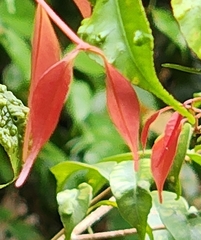 Syzygium myrtifolium