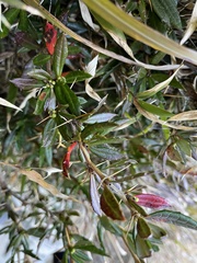 Berberis nantoensis