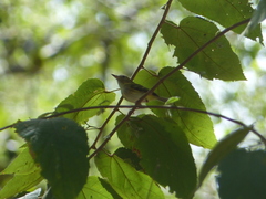 Atalotriccus pilaris