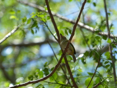 Atalotriccus pilaris
