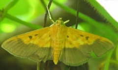 Patania scinisalis