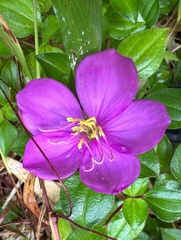 Heterotis rotundifolia