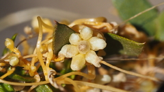 Cuscuta denticulata