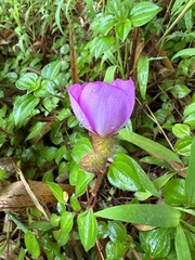 Heterotis rotundifolia