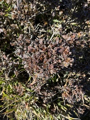 Rhododendron rubropilosum taiwanalpinum