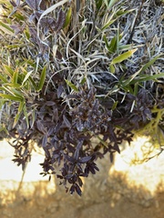 Rhododendron rubropilosum taiwanalpinum