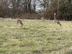 Odocoileus virginianus leucurus