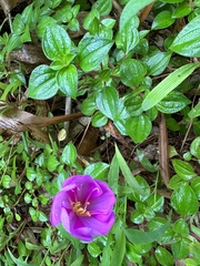 Heterotis rotundifolia