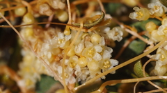 Cuscuta denticulata