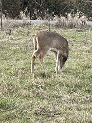 Odocoileus virginianus leucurus