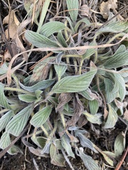 Phacelia imbricata