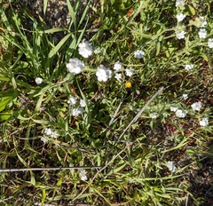 Plagiobothrys nothofulvus