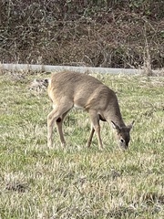 Odocoileus virginianus leucurus