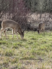 Odocoileus virginianus leucurus