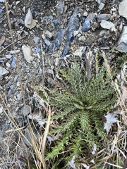 Cirsium arisanense
