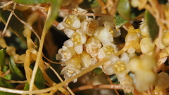 Cuscuta denticulata
