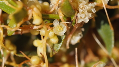 Cuscuta denticulata