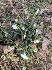 Galanthus