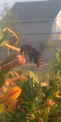 Xylocopa augusti