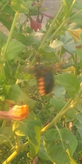 Xylocopa augusti