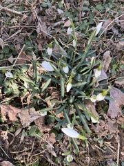 Galanthus