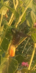 Xylocopa augusti