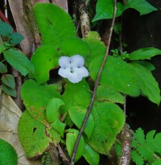 Episcia lilacina
