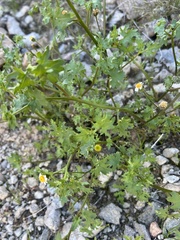 Perityle emoryi