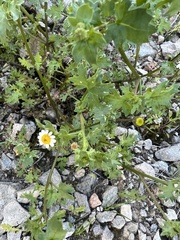 Perityle emoryi