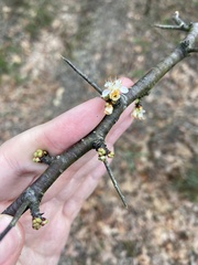 Prunus angustifolia