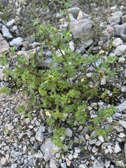 Perityle emoryi