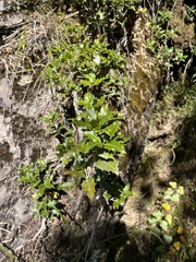 Osmanthus heterophyllus